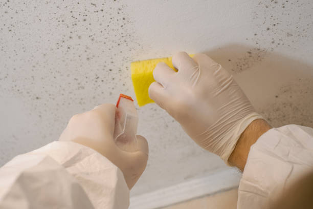 Best Mold Documentation for Insurance Claims  in Strongsville, OH