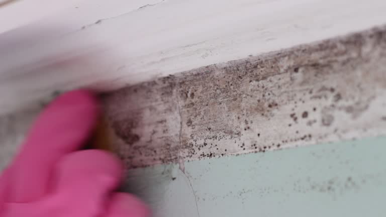Strongsville, OH Mold Removal Company